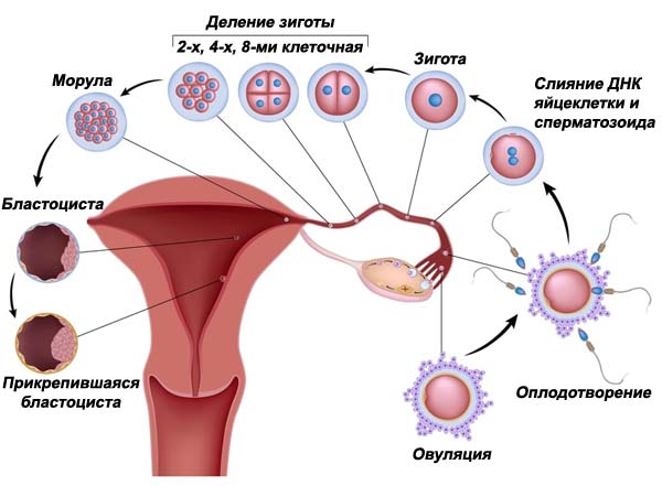Имплантация и подсадка эмбрионов при ЭКО