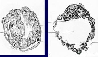 Бластоциста и морула при имплантации: стадии развития, подсадка, перенос