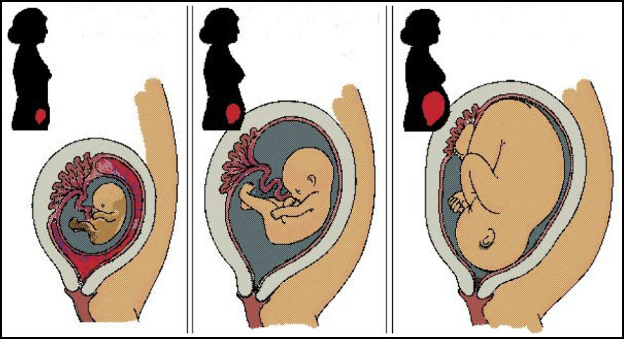 Когда чувствуется шевеление плода при второй беременности