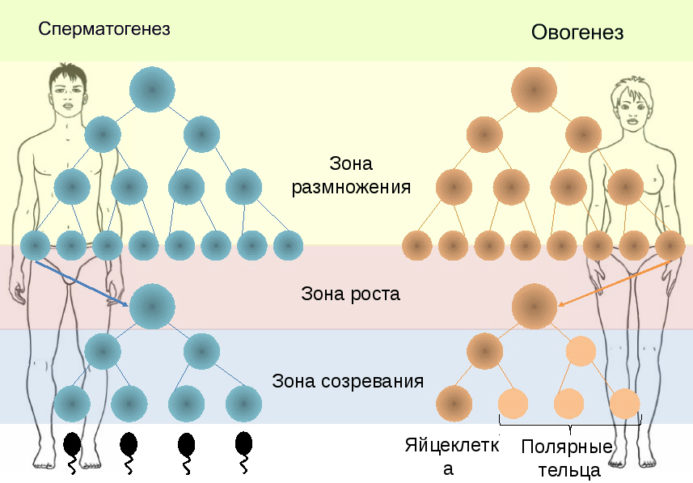 Схема этапов сперматогенеза и овогенеза