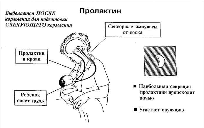 пролактин при беременности на ранних сроках